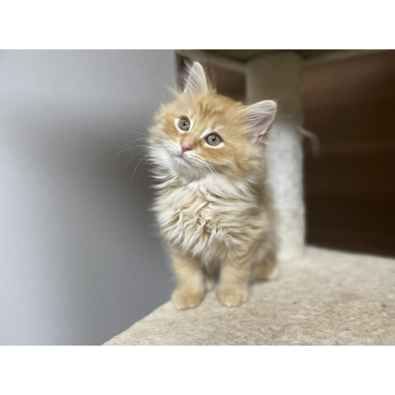 販売中の千葉県のサイベリアン-129142の8枚目