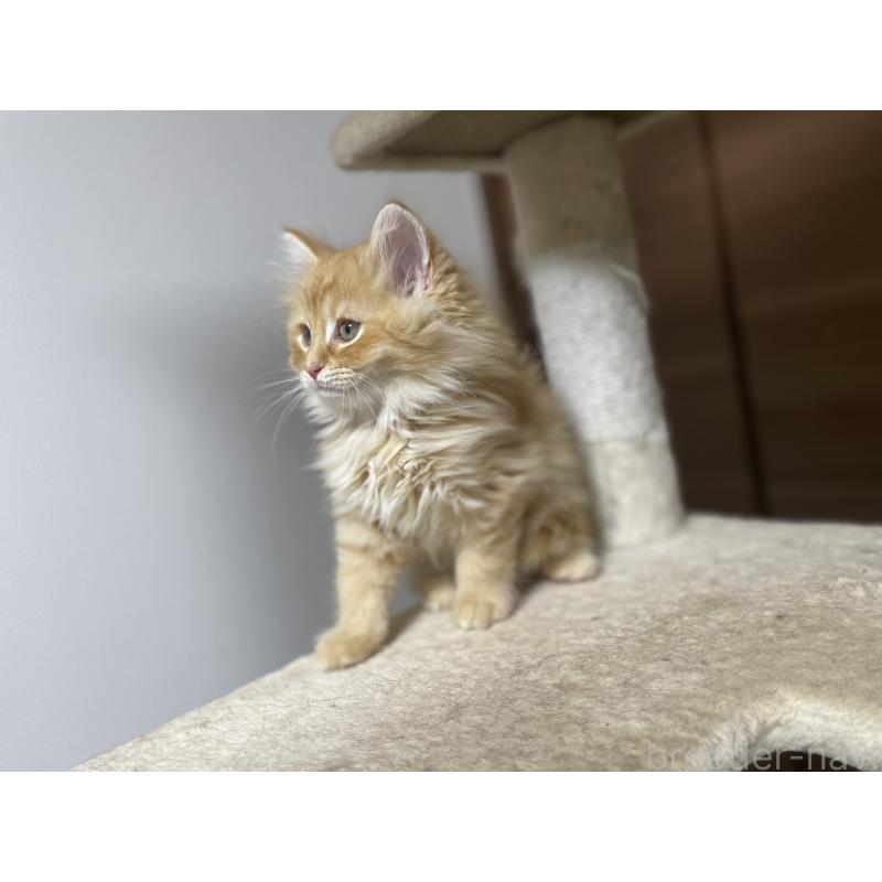 販売中の千葉県のサイベリアン-129142の7枚目