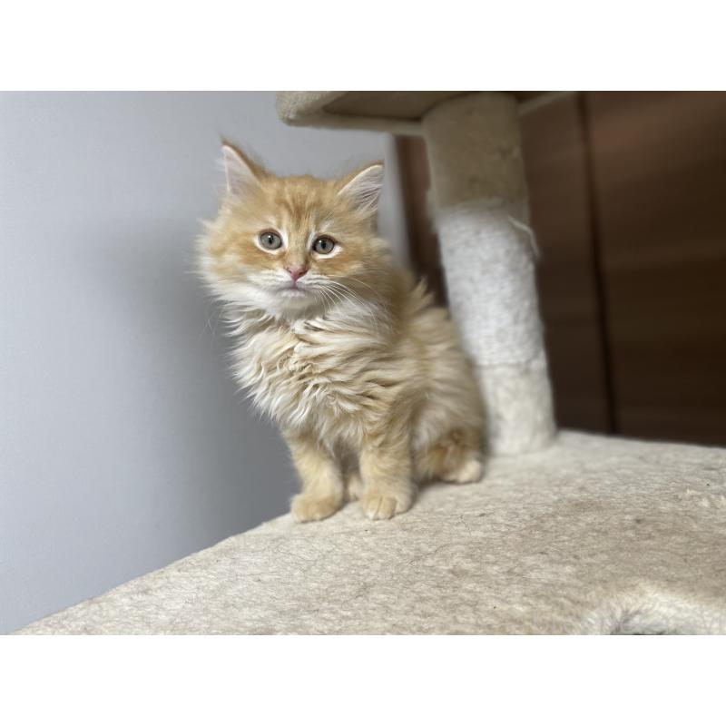 販売中の千葉県のサイベリアン-129142の6枚目