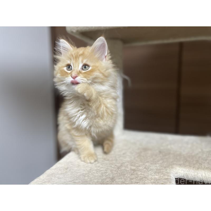 販売中の千葉県のサイベリアン-129142の5枚目