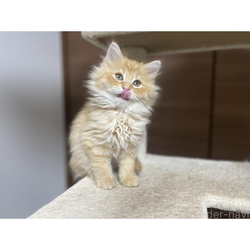 販売中の千葉県のサイベリアン-129142の4枚目