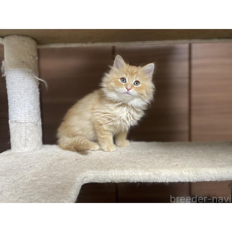 販売中の千葉県のサイベリアン-129142の3枚目