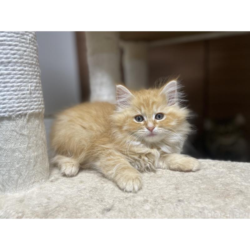 販売中の千葉県のサイベリアン-129142の2枚目