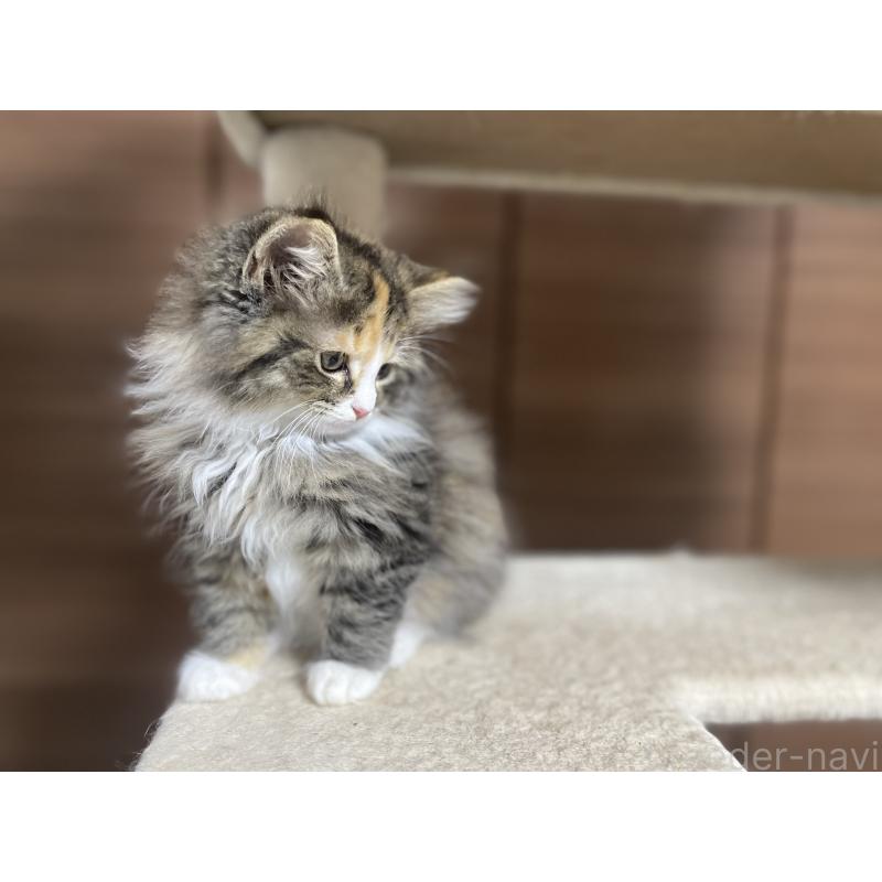 販売中の千葉県のサイベリアン-129137の9枚目