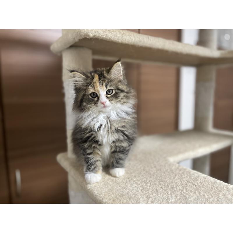 販売中の千葉県のサイベリアン-129137の8枚目