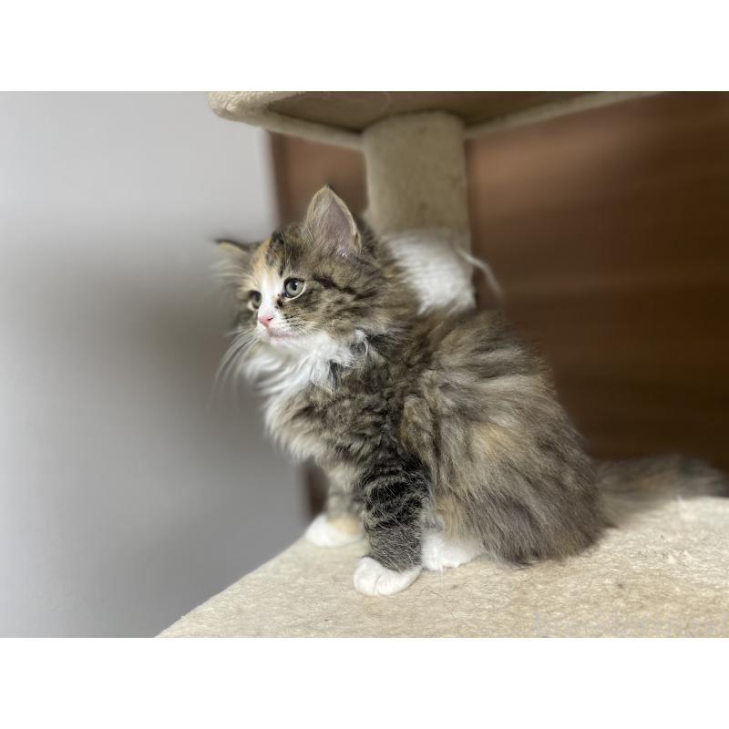 販売中の千葉県のサイベリアン-129137の7枚目