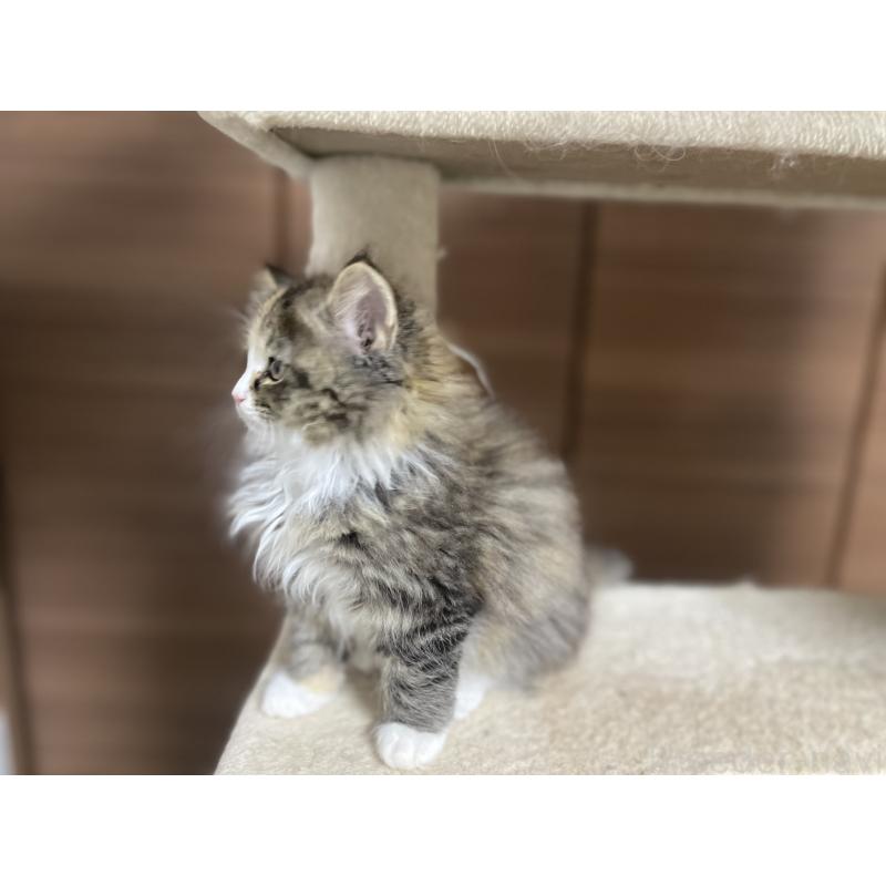 販売中の千葉県のサイベリアン-129137の6枚目