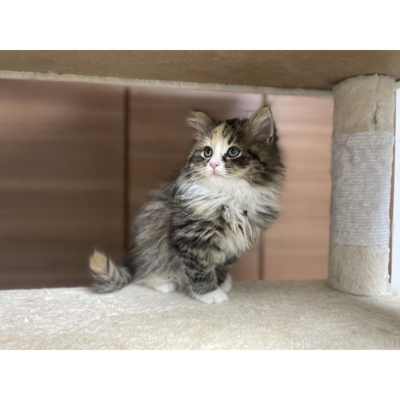 販売中の千葉県のサイベリアン-129137の5枚目