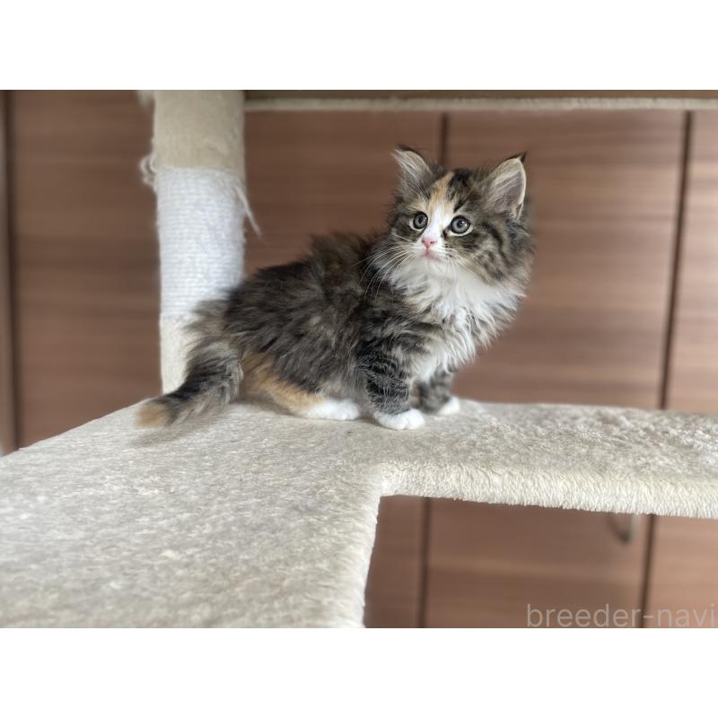 販売中の千葉県のサイベリアン-129137の4枚目