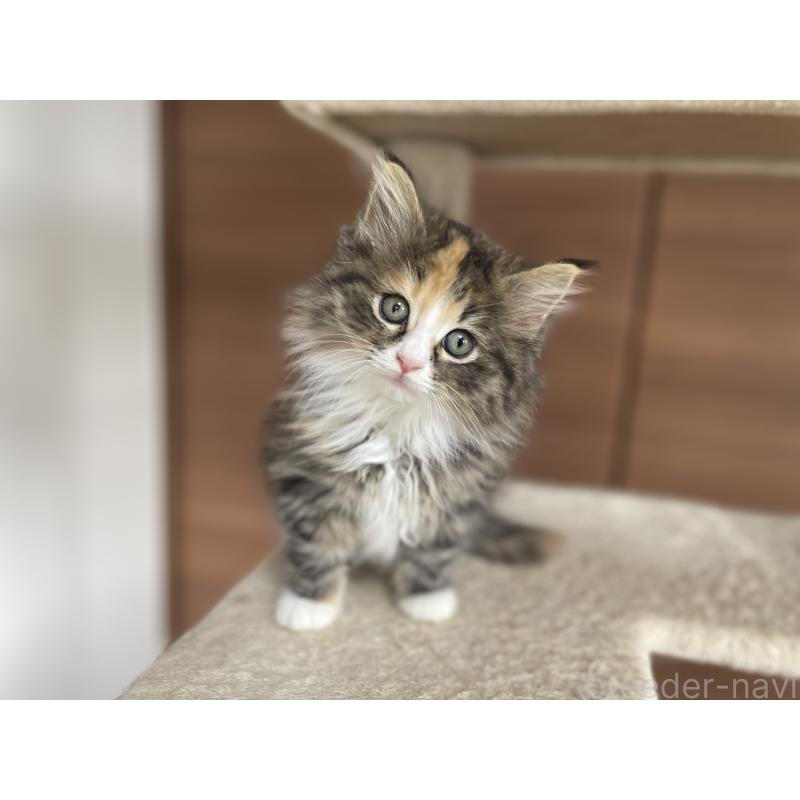 販売中の千葉県のサイベリアン-129137の3枚目