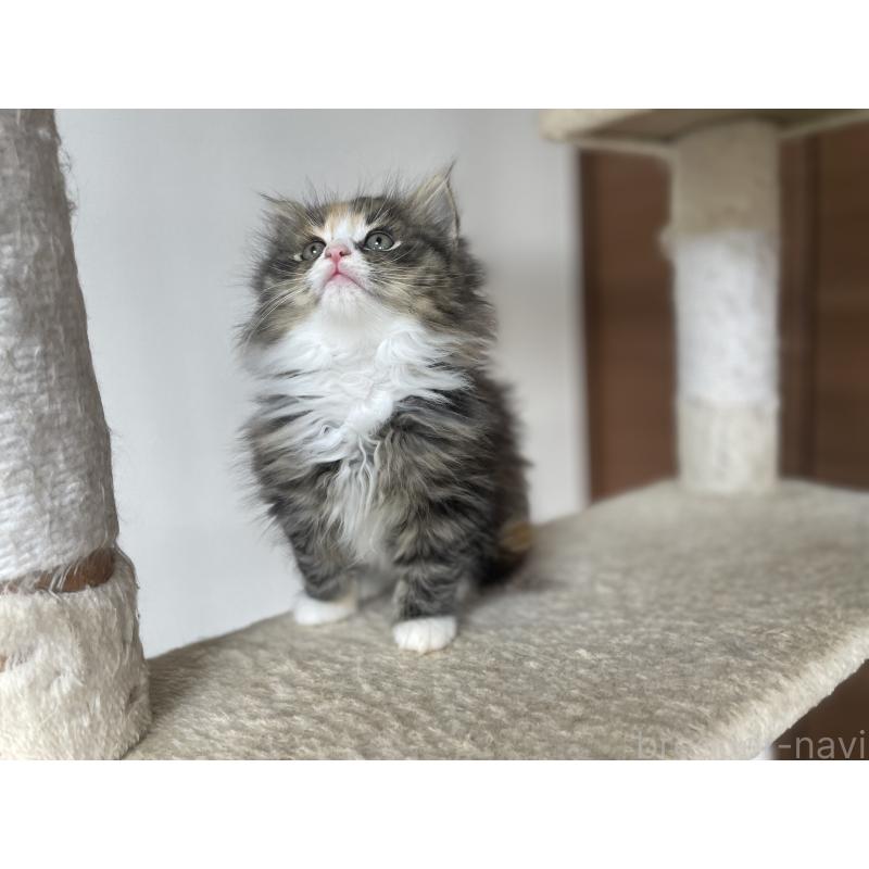 販売中の千葉県のサイベリアン-129137の2枚目