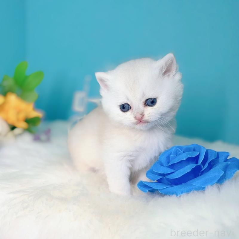 販売中の大阪府のブリティッシュショートヘア-131828の6枚目