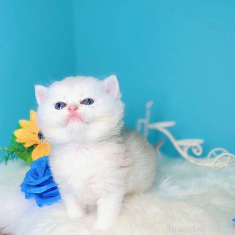 販売中の大阪府のブリティッシュショートヘア-131828の3枚目