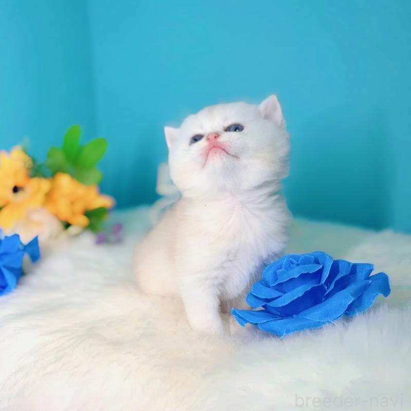 販売中の大阪府のブリティッシュショートヘア-131828の2枚目