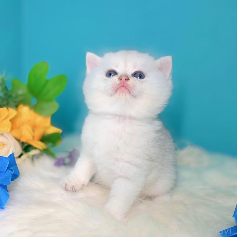 販売中の大阪府のブリティッシュショートヘア-131829の5枚目