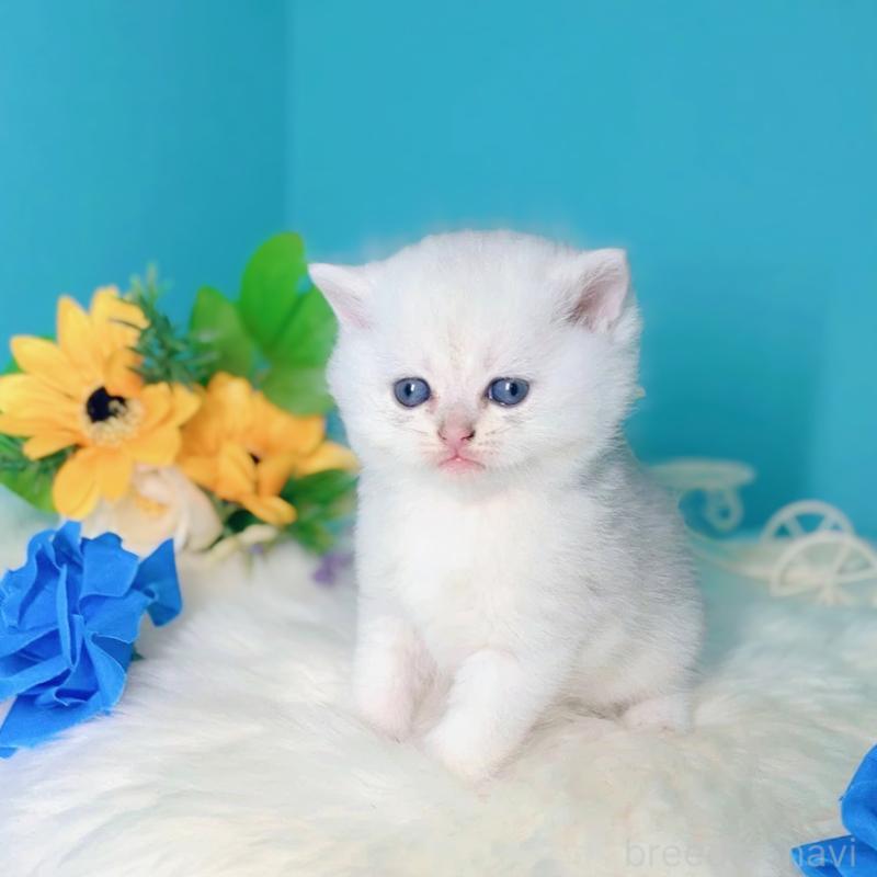 販売中の大阪府のブリティッシュショートヘア-131829の4枚目