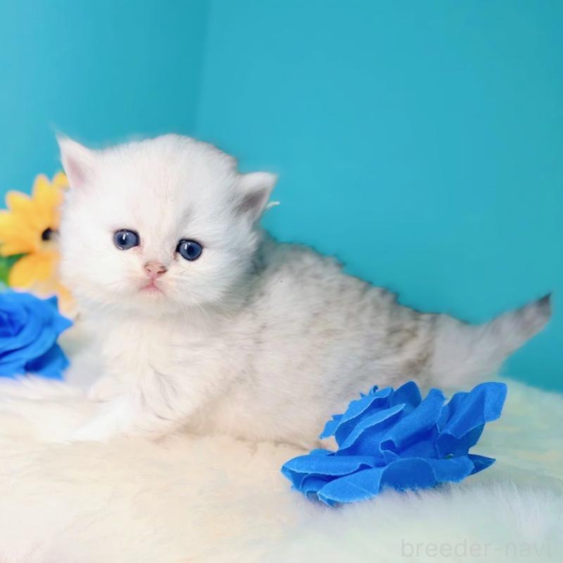 販売中の大阪府のブリティッシュロングヘア-131830