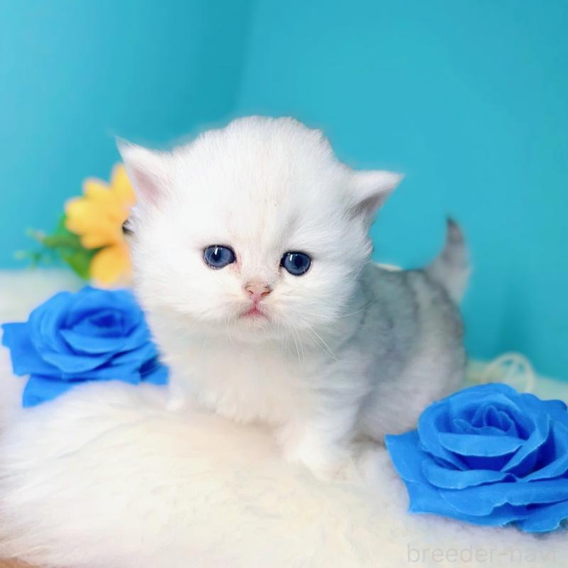 販売中の大阪府のブリティッシュロングヘア-131830の8枚目