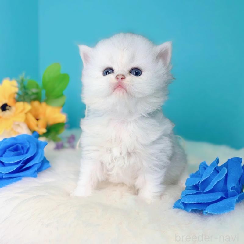 販売中の大阪府のブリティッシュロングヘア-131830の7枚目