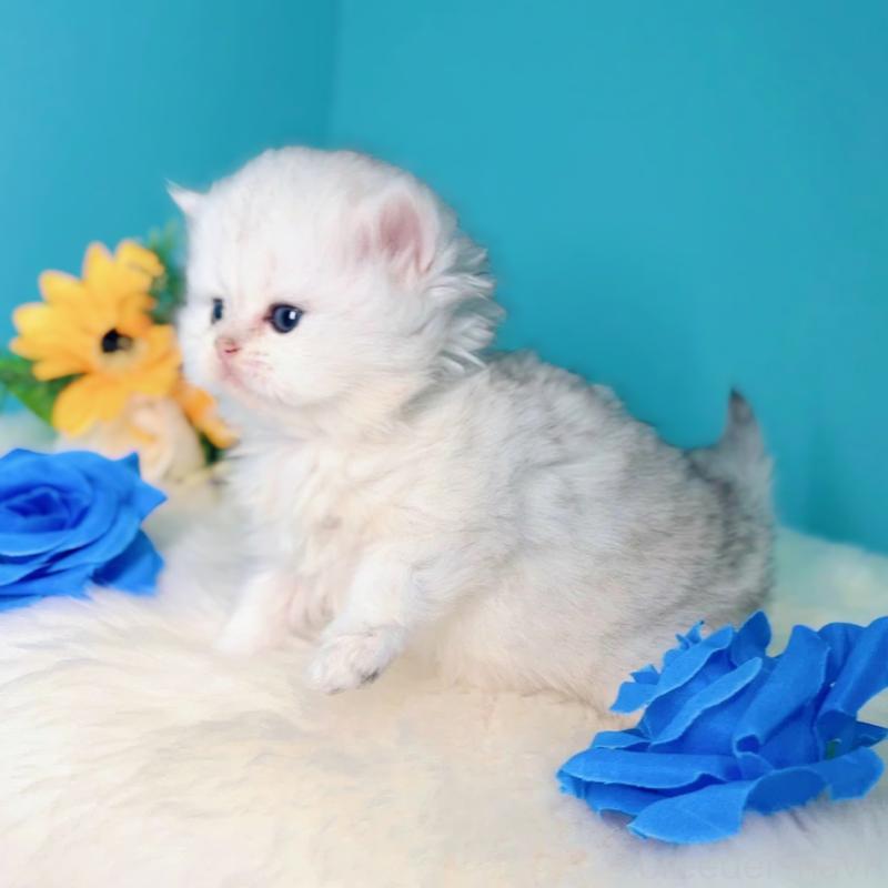 販売中の大阪府のブリティッシュロングヘア-131830の5枚目