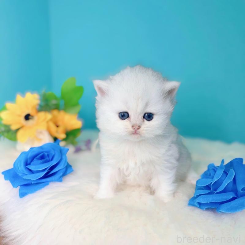 販売中の大阪府のブリティッシュロングヘア-131830の4枚目