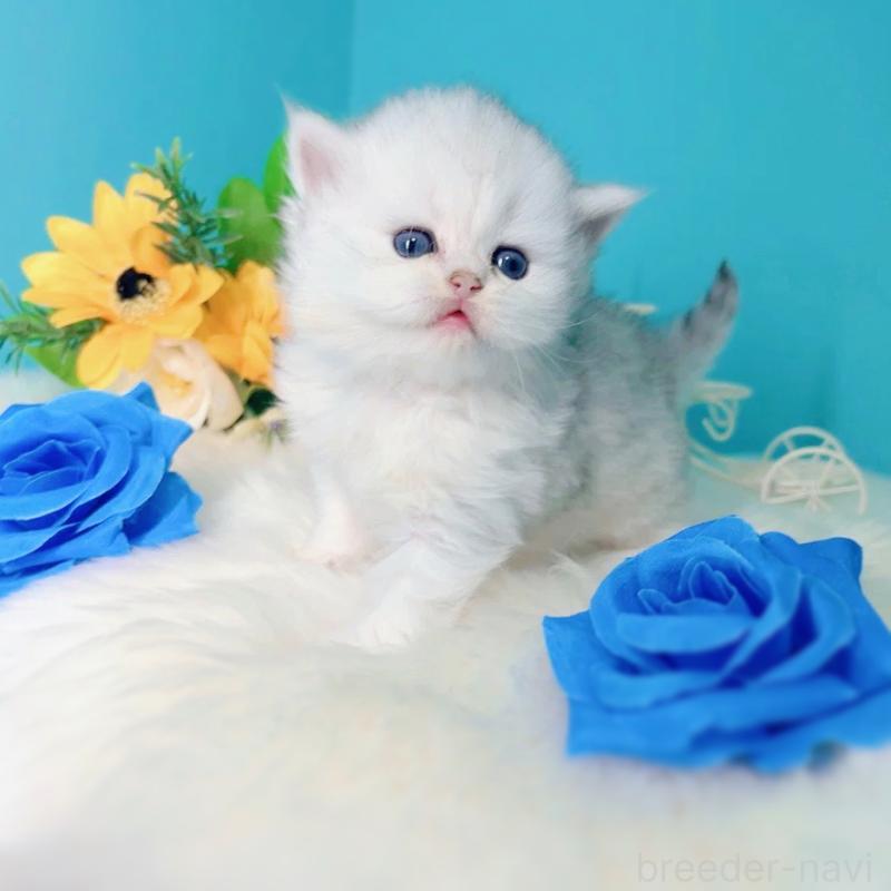 販売中の大阪府のブリティッシュロングヘア-131830の3枚目