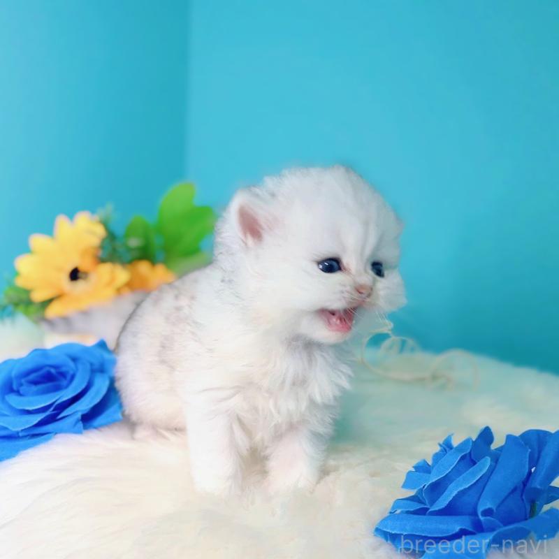 販売中の大阪府のブリティッシュロングヘア-131830の2枚目