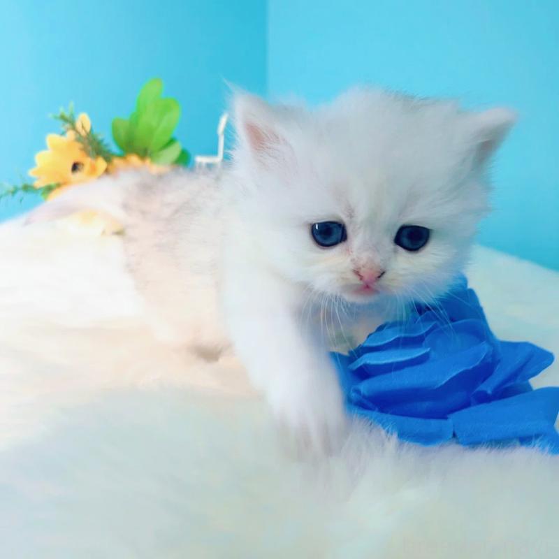 販売中の大阪府のブリティッシュロングヘア-131831の4枚目