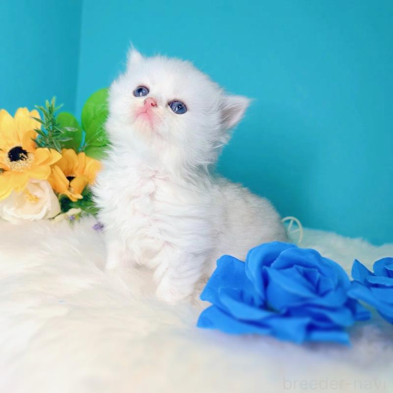 販売中の大阪府のブリティッシュロングヘア-131831の3枚目