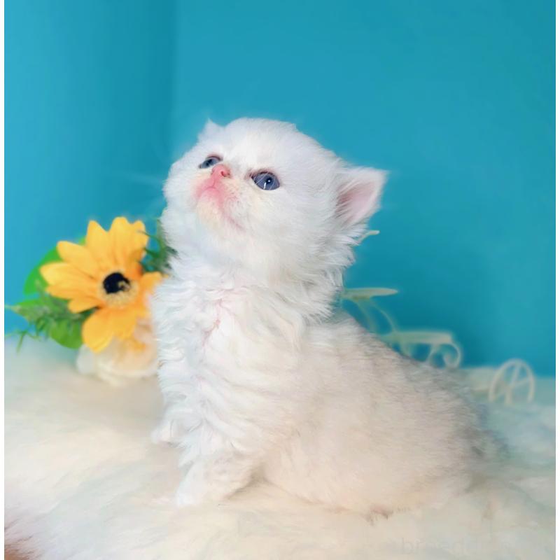 販売中の大阪府のブリティッシュロングヘア-131831の2枚目