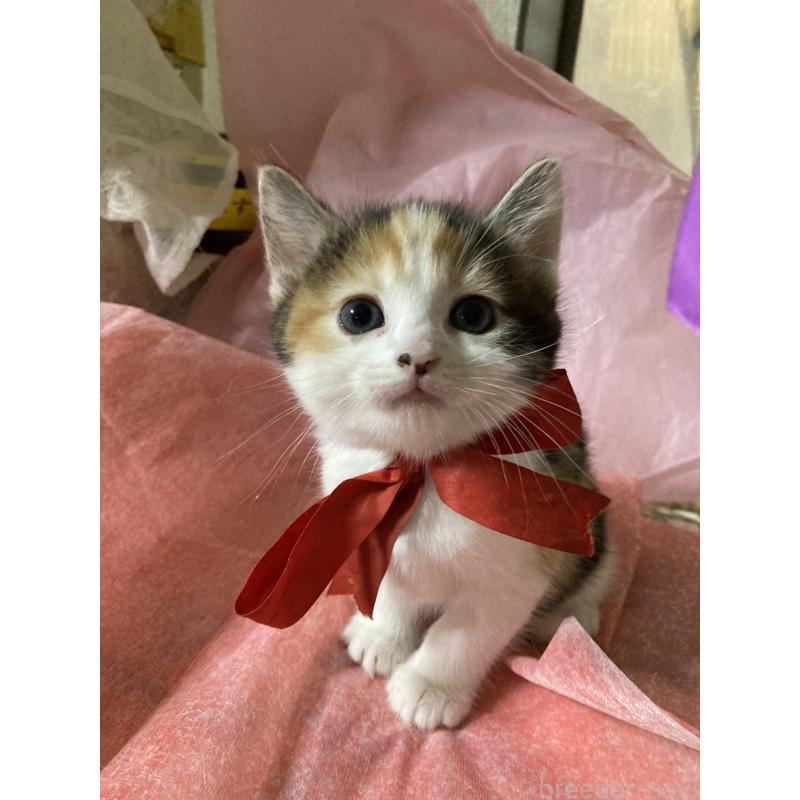 販売中の神奈川県のマンチカン-131851の1枚目