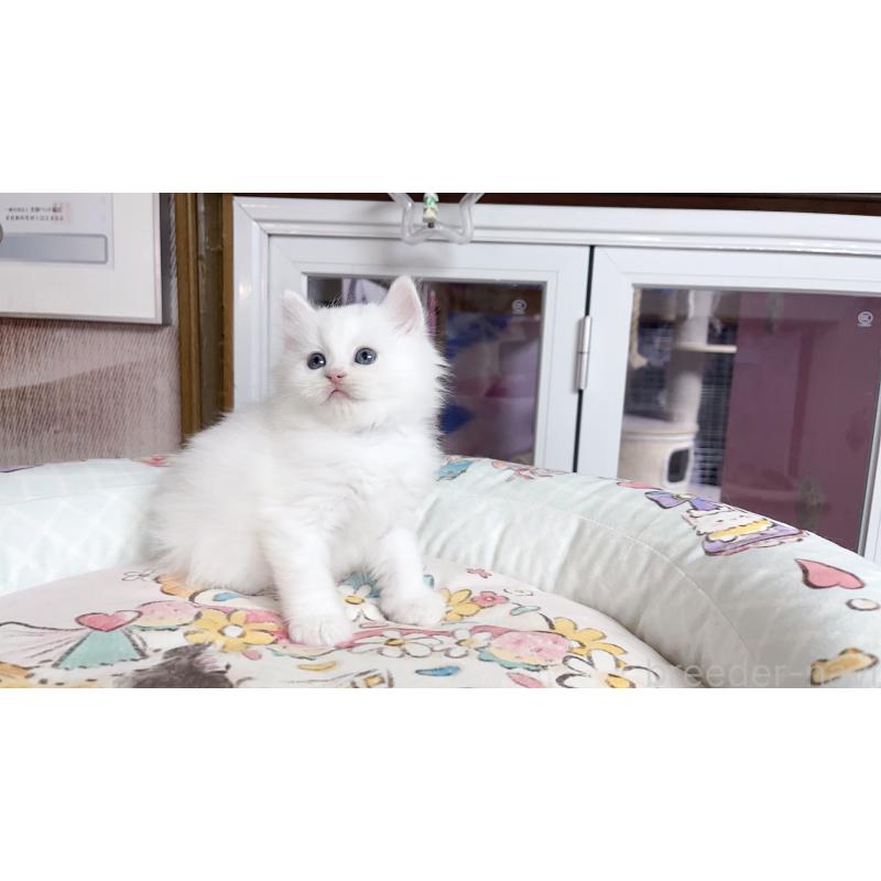 販売中の千葉県のミヌエット-131026の3枚目