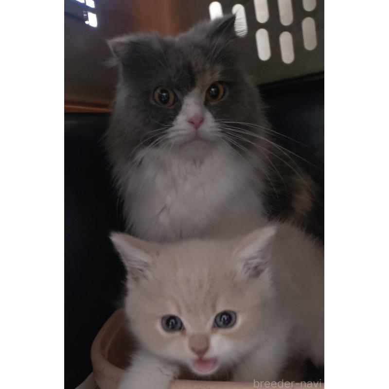 販売中の愛知県のスコティッシュフォールド-131852の23枚目