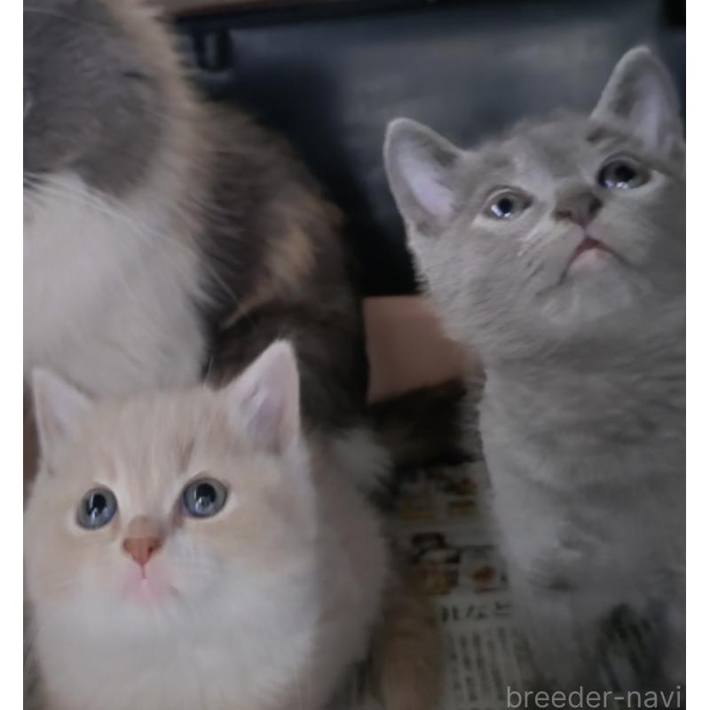 販売中の愛知県のスコティッシュフォールド-131852の22枚目