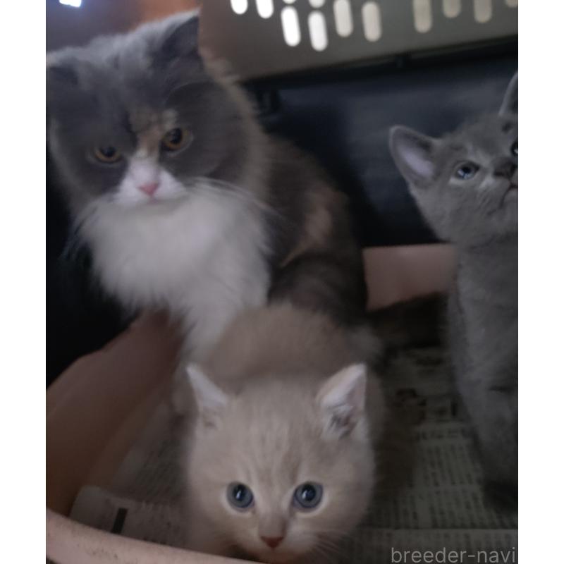 販売中の愛知県のスコティッシュフォールド-131852の21枚目