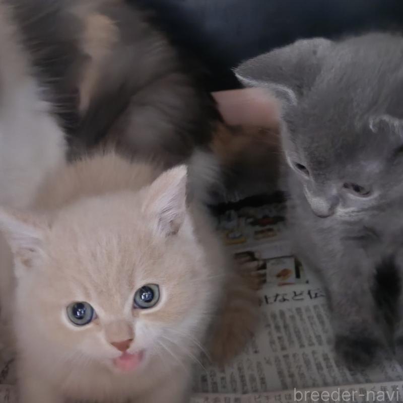 販売中の愛知県のスコティッシュフォールド-131852の20枚目