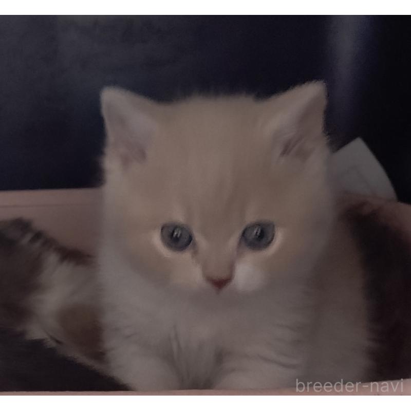 販売中の愛知県のスコティッシュフォールド-131852の18枚目