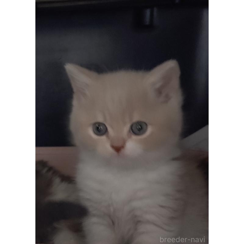 販売中の愛知県のスコティッシュフォールド-131852の17枚目