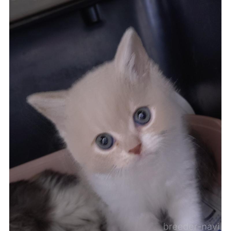 販売中の愛知県のスコティッシュフォールド-131852の1枚目