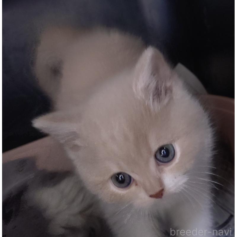 販売中の愛知県のスコティッシュフォールド-131852の16枚目