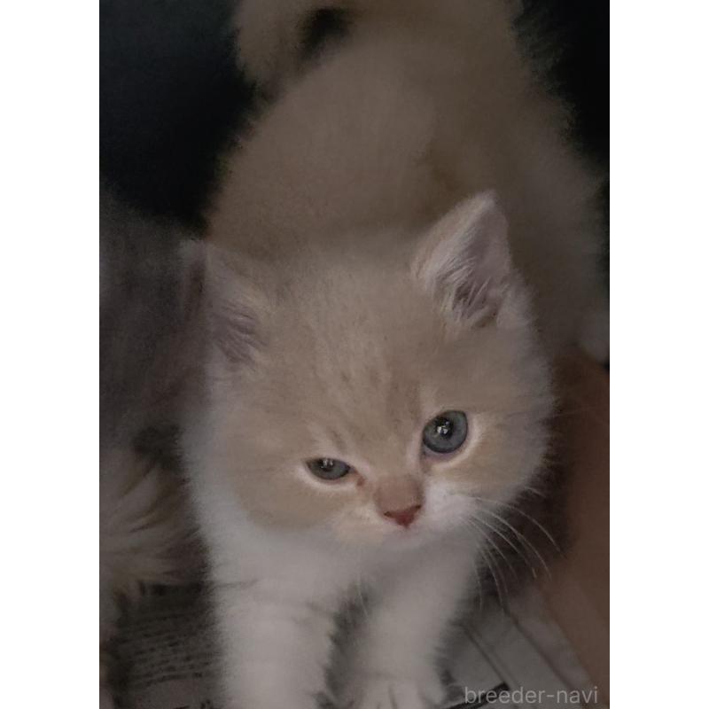 販売中の愛知県のスコティッシュフォールド-131852の15枚目