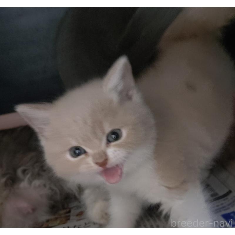 販売中の愛知県のスコティッシュフォールド-131852の14枚目