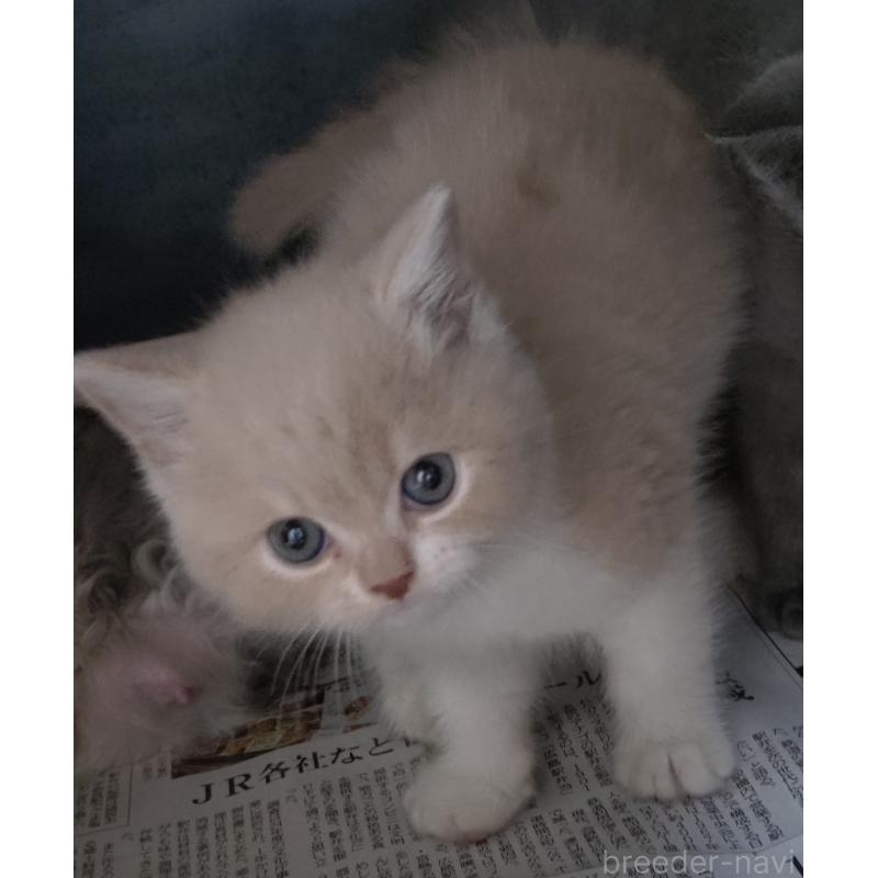 販売中の愛知県のスコティッシュフォールド-131852の13枚目