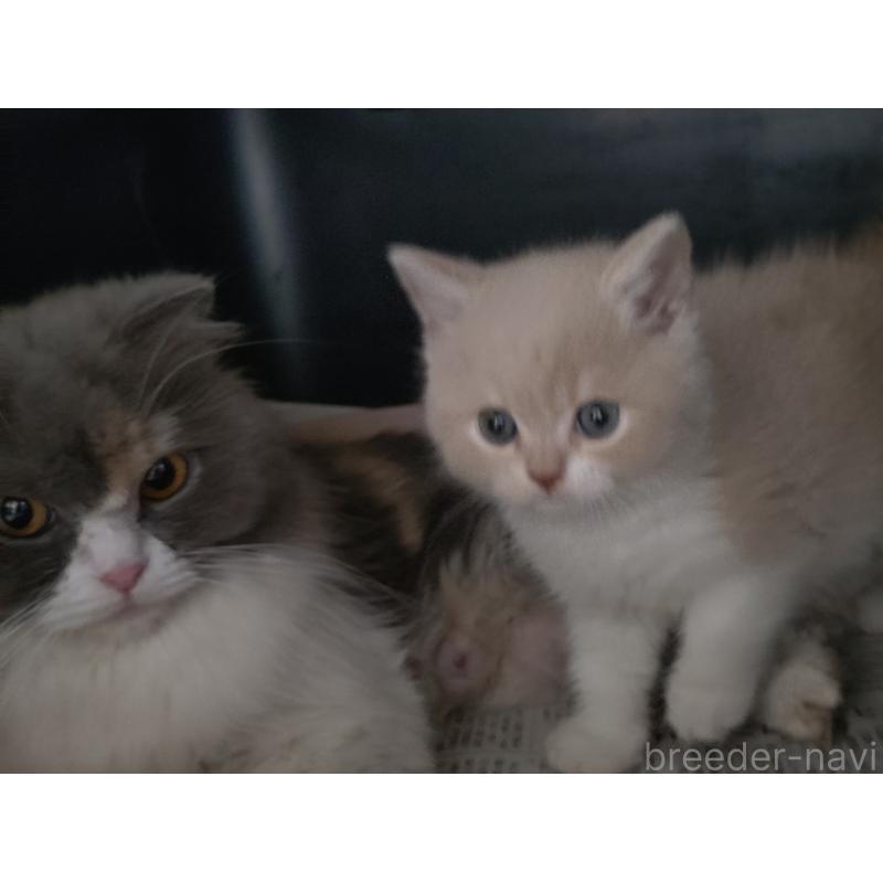 販売中の愛知県のスコティッシュフォールド-131852の12枚目