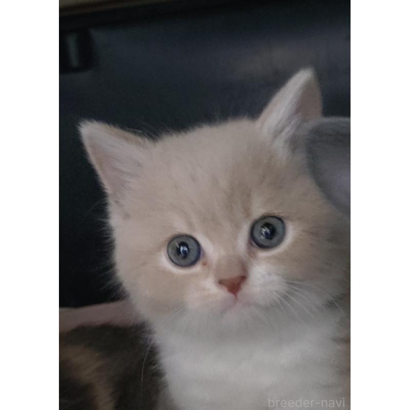 販売中の愛知県のスコティッシュフォールド-131852の11枚目