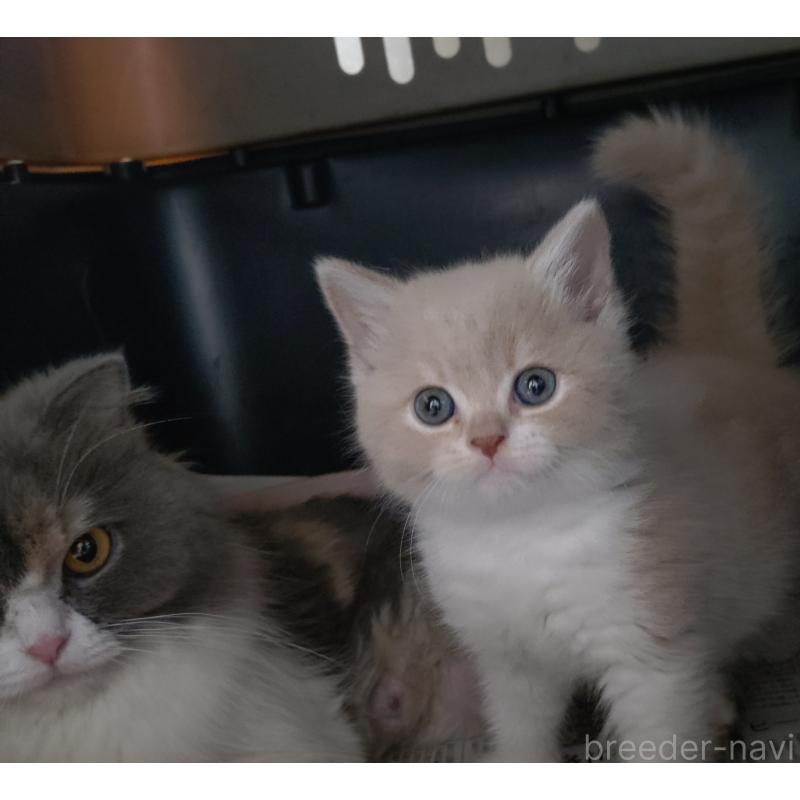 販売中の愛知県のスコティッシュフォールド-131852の10枚目