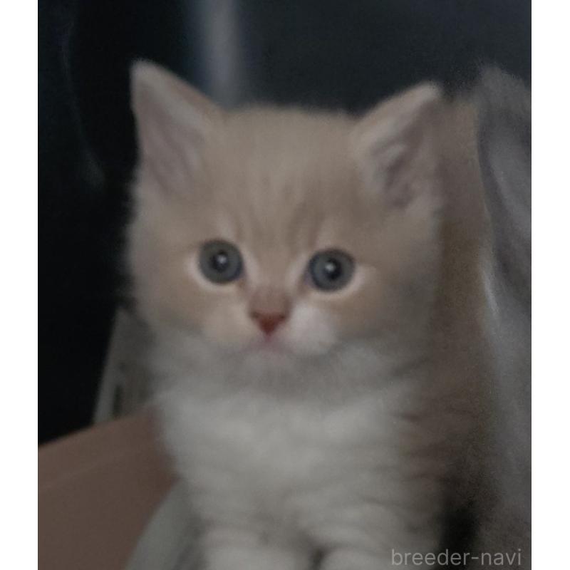 販売中の愛知県のスコティッシュフォールド-131852の7枚目