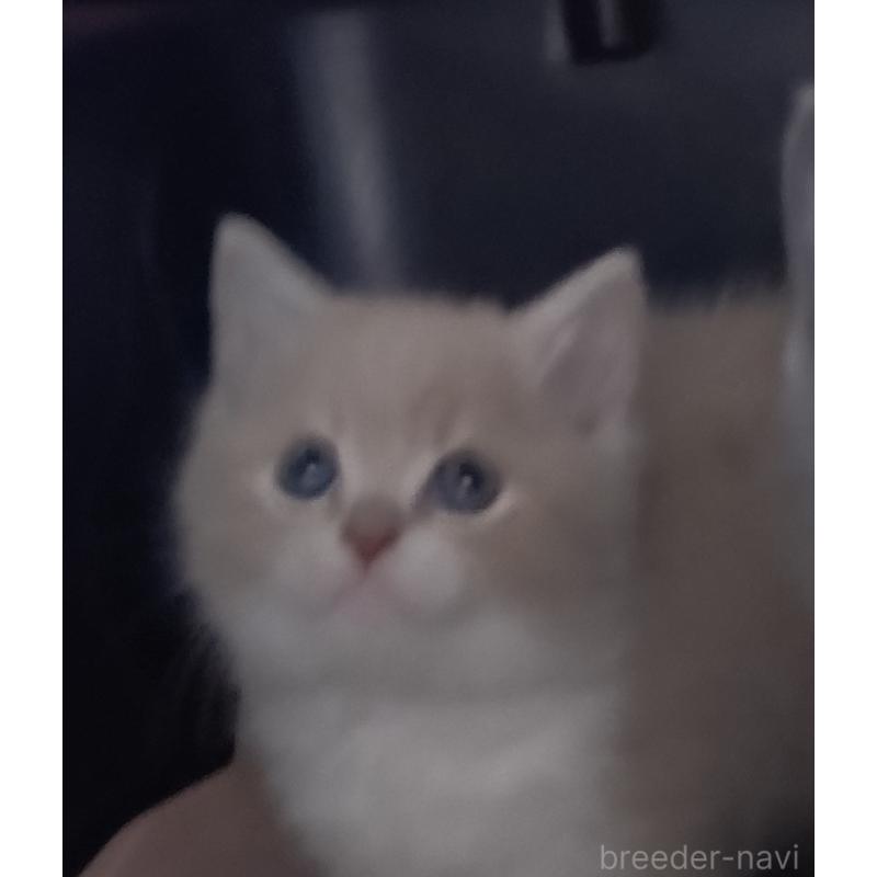 販売中の愛知県のスコティッシュフォールド-131852の4枚目