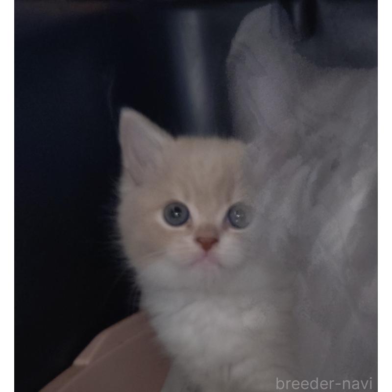 販売中の愛知県のスコティッシュフォールド-131852の3枚目