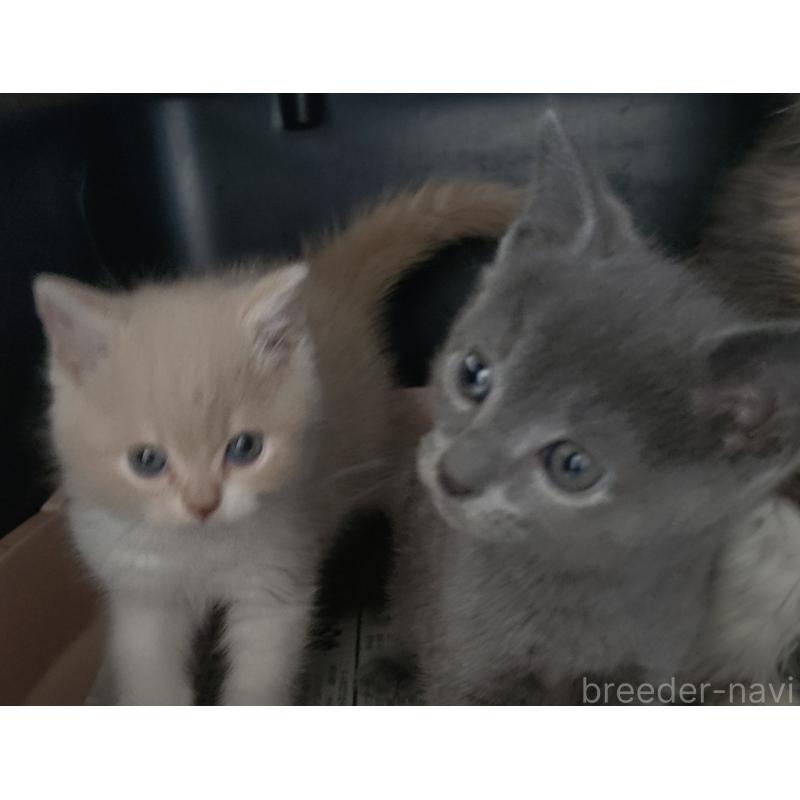 販売中の愛知県のロシアンブルー-131853の9枚目